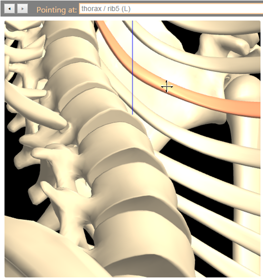 Identifying a rib from within the thorax.